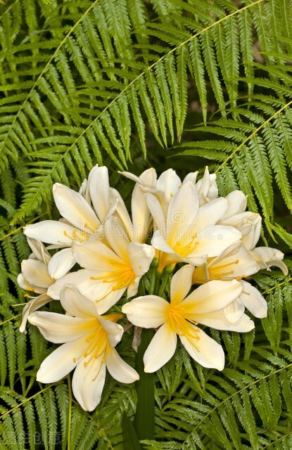 每天认识一种君子兰,君子兰彩兰植料