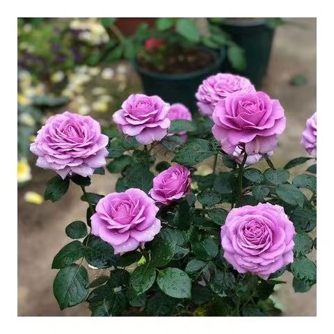 精致又温馨的小阳台,漂亮阳台月季花