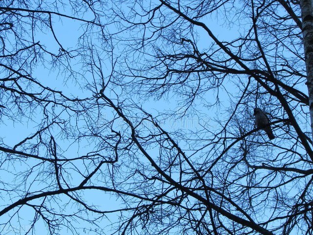 卜算子雪诗词,卜算子咏梅五律