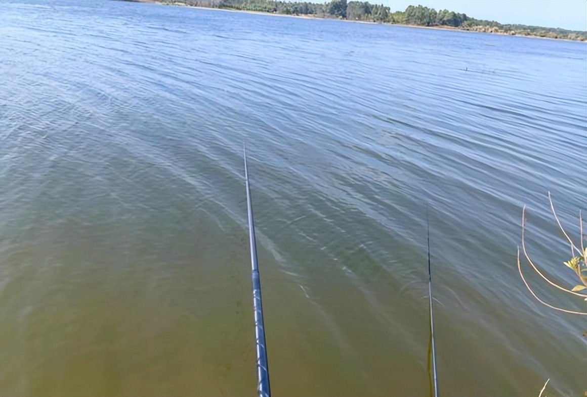 野钓最大泥鳅,野钓巨型泥鳅