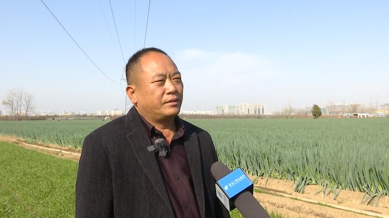 打通物流梗阻纾困滞销蔬菜,周口郸城助农扶农