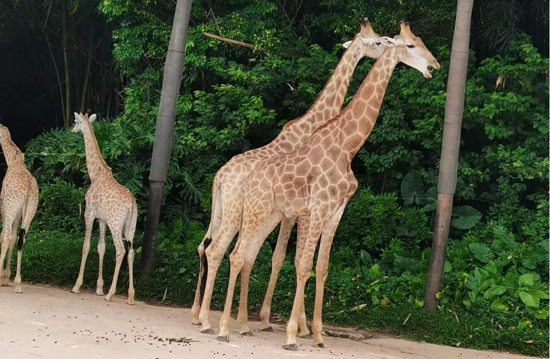 长隆旅游攻略三天游,珠海长隆一日游攻略