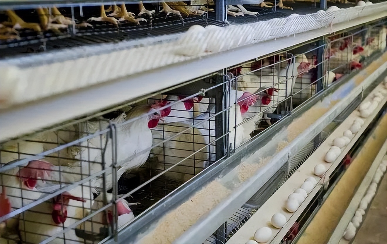 圣农发展有预制菜业务吗,圣农发展为什么利润下降