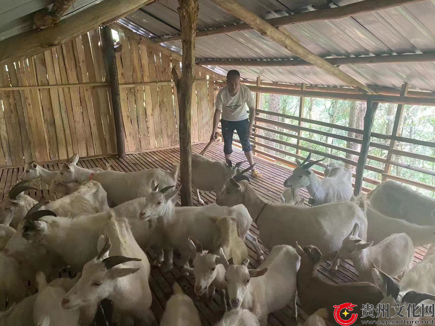 贵州90后农村娃创业,农村返乡青年创建家庭农场