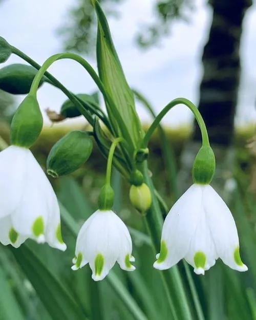 罕见漂亮的鲜花,全球最漂亮的鲜花