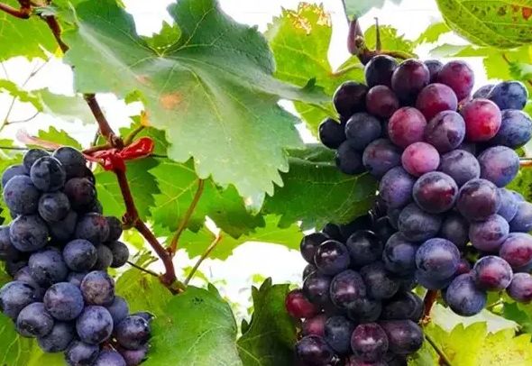 鲸婴月嫂分享‖最适合孕妇吃的6种水果！吃得越多孩子越聪明