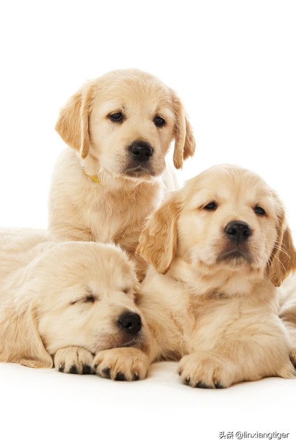 狗的进化史,狗的进化历程全过程