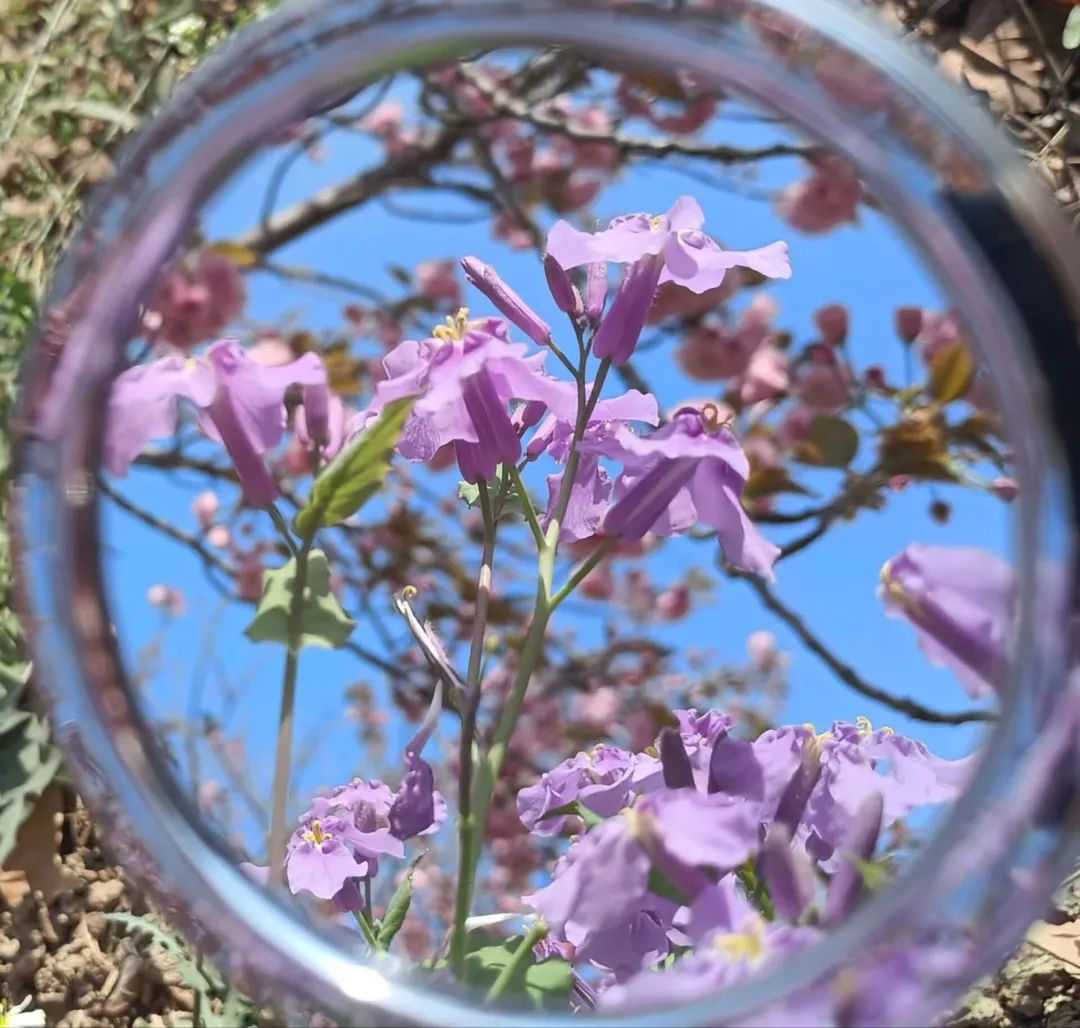 一探究“镜”!共赏镜子里的山中医