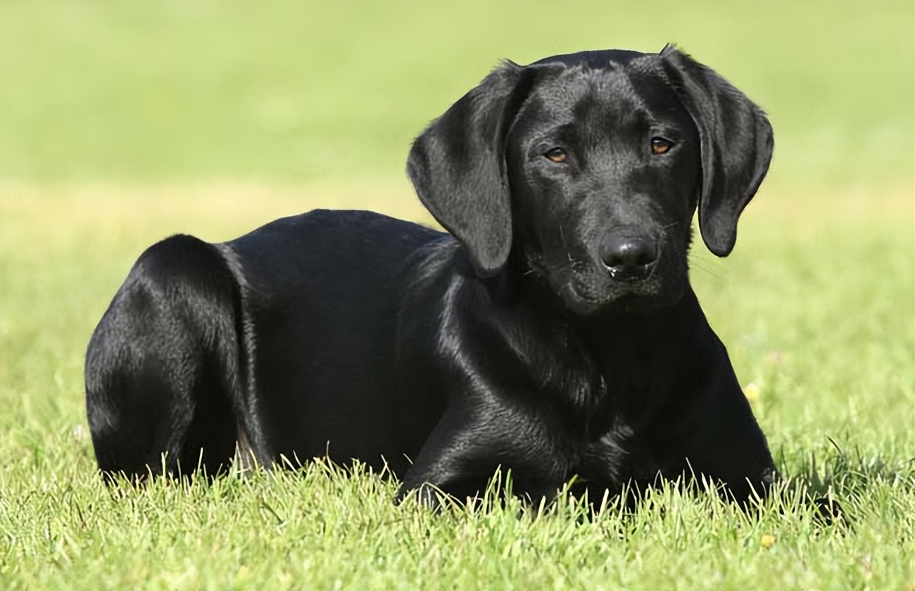 黑色拉布拉多和金毛哪个好养,农村养黑色拉布拉多