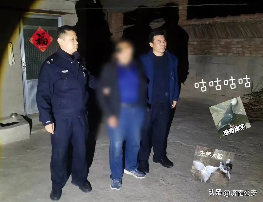 为什么偷鸽子那么多,为啥偷豪车