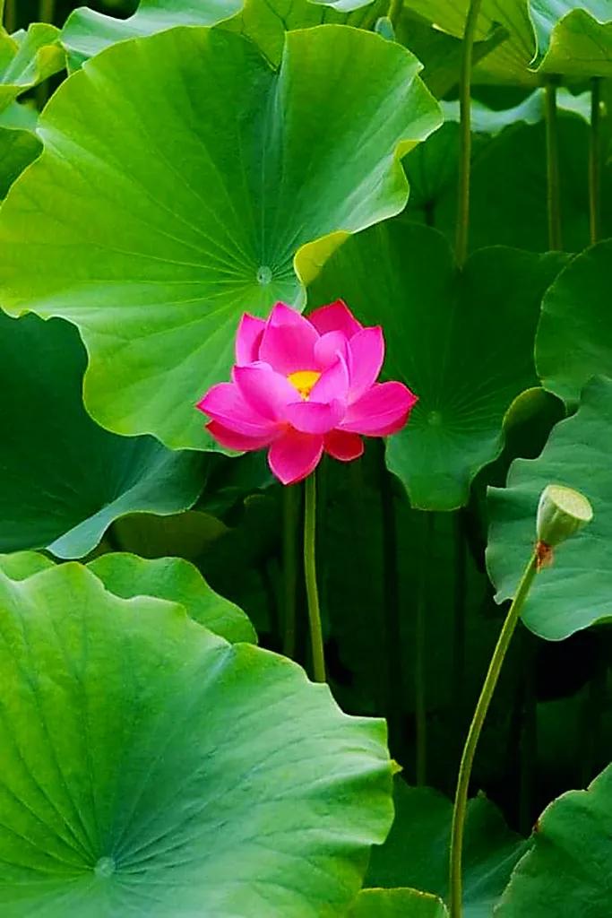 欣赏五颜六色的鲜花,五颜六色的鲜花太漂亮