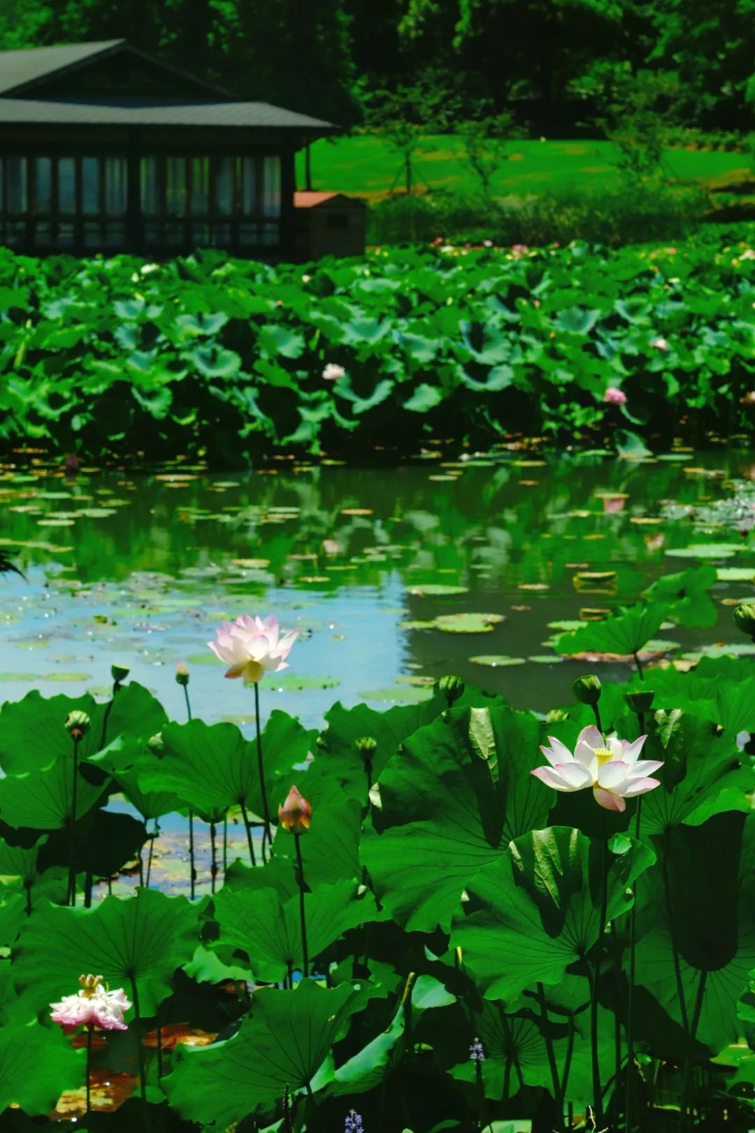 小暑已至！夏日顶流登场，一池荷风，满院莲香，惊艳了整个夏天！