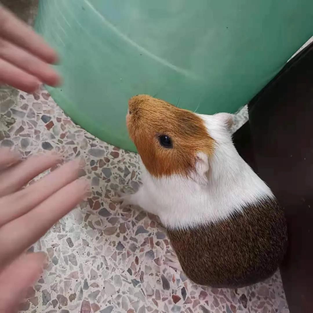 疫情你家囤货了吗,疫情期间荷兰猪没有食了怎么办