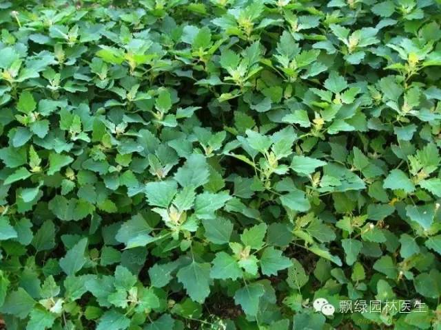 草坪杂草的防除方法,草坪杂草的物理防除