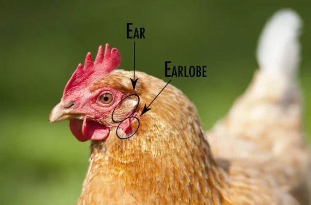 冬季蛋鸡饲养管理需要注意些什么,海兰褐商品代蛋鸡饲养管理手册