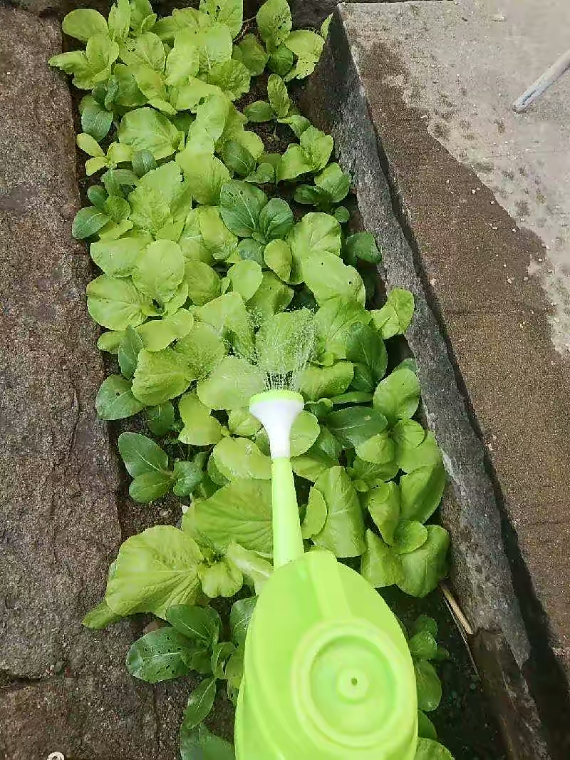 阳台种菜的100种方法,阳台种菜的正确方法大全