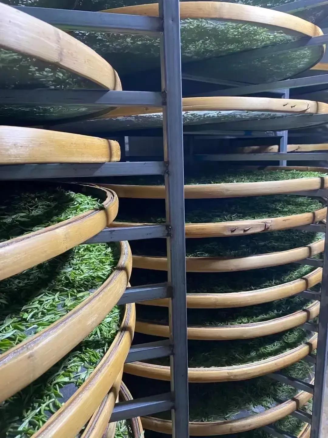 白牡丹福鼎白茶杀青吗,福鼎白茶制作时杀青吗