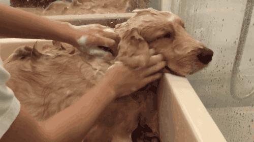 “舔尿道口”=“恶心”？主人你错了，看完赶紧重视起来