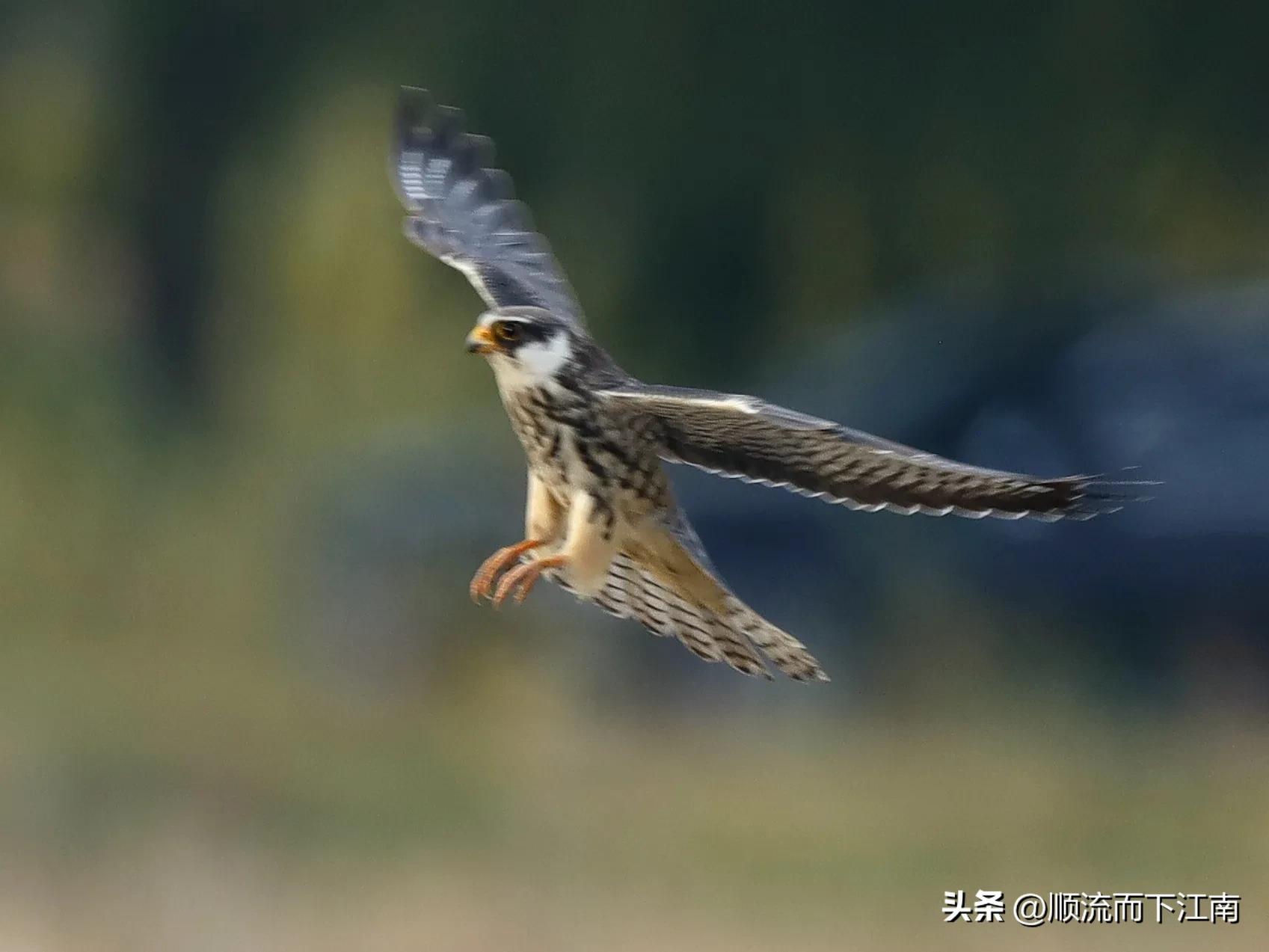 红脚隼叫声,红脚隼