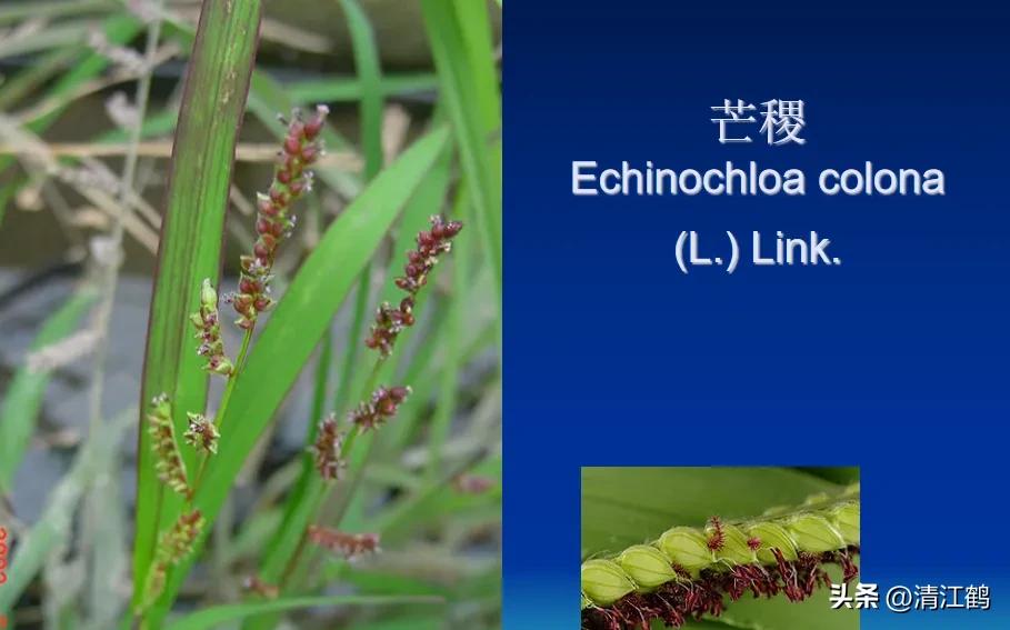 怎样解决除草剂对树的危害,十大恶性杂草除草方案