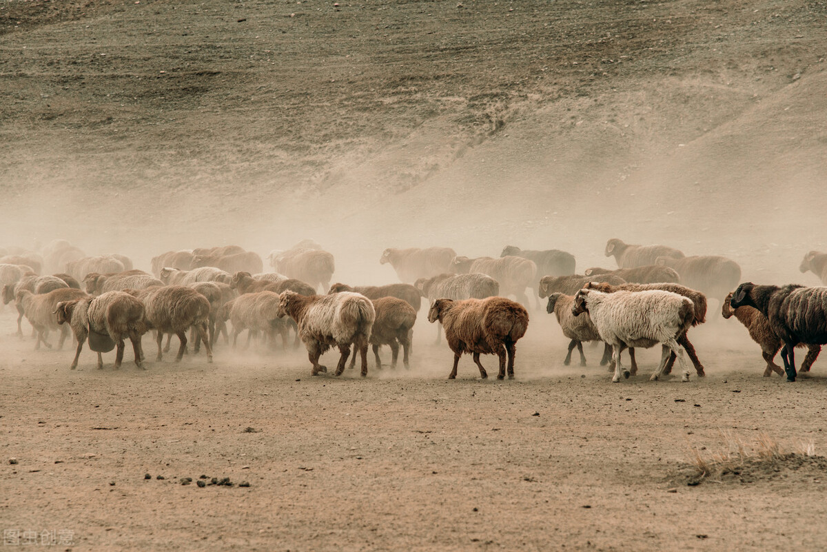 一个人养羊,一个人养300只羊一年能挣多少钱