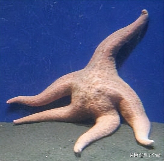 每日一笑段子集,每日一笑段子