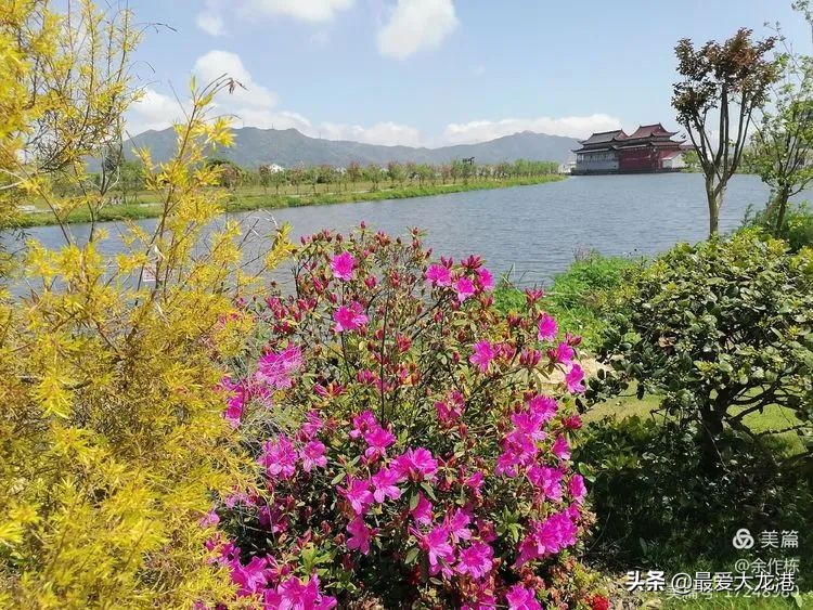龙港市水心夜景,龙港市水心岛天气