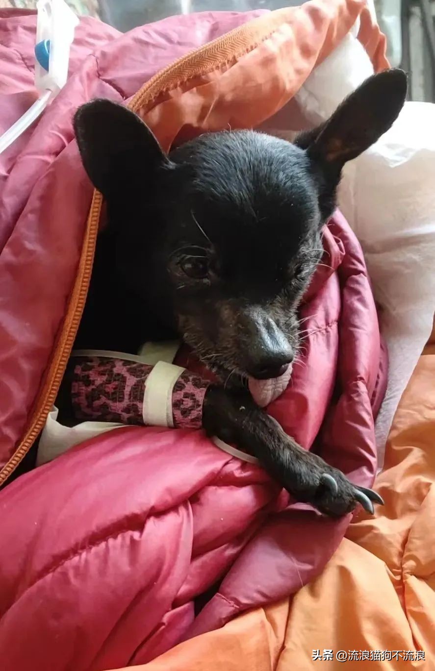 老狗疾病缠身口眼歪斜，最需要陪伴的时候，却遭主人无情抛弃