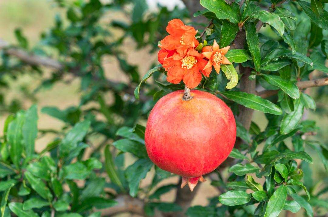 当我请出秋天的“顶榴”，阁下该如何应对？