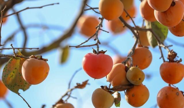 家里最幸福的风水树排名,家养幸福树寓意