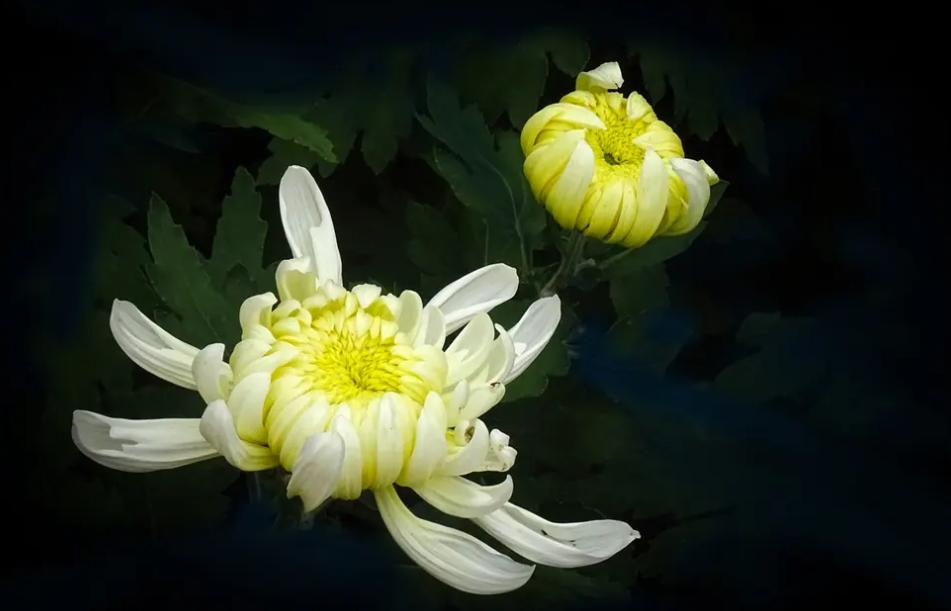 菊花长期喝一个月有害处吗,喝菊花的4大禁忌