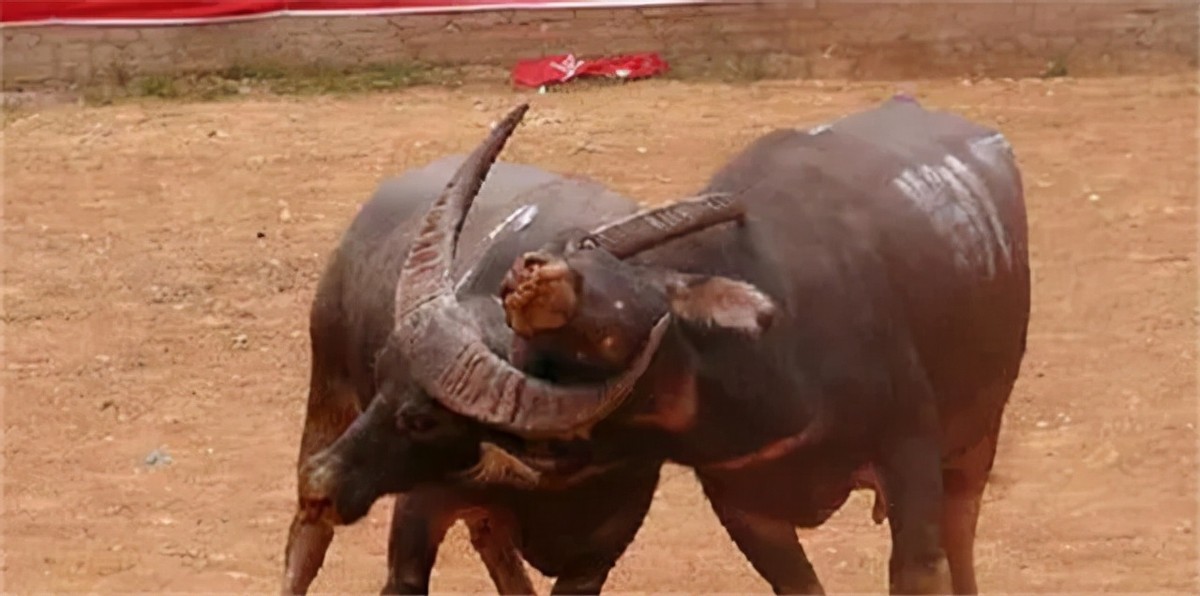 贵州牛王出战三江,牛王昆山所有视频