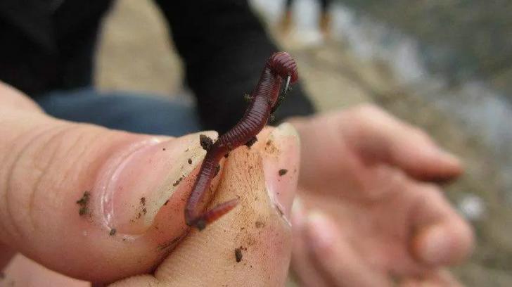 寒冷冬季蚯蚓饵料对比,冬天到底是蚯蚓好用还是饵料好