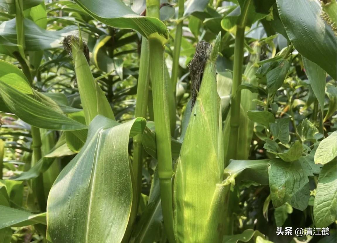 适合西北种植的玉米品种有哪些,适合南方种植的玉米品种排名