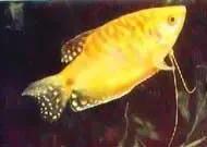 各种漂亮鱼的名称及图片,漂亮可爱的海水观赏鱼