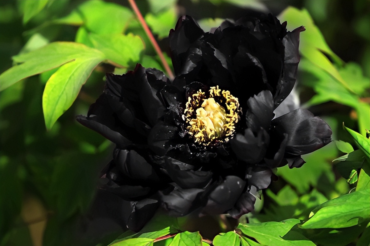 洛阳牡丹公园最新规划图,洛阳牡丹广场简介