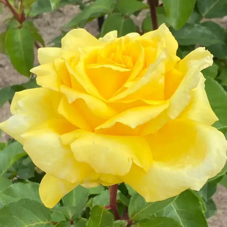 在头条创作4天的心路历程,头条创作注意事项