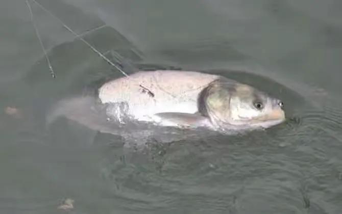 中国第一钓鱼药酒配方,阿魏药酒钓鱼配方大全