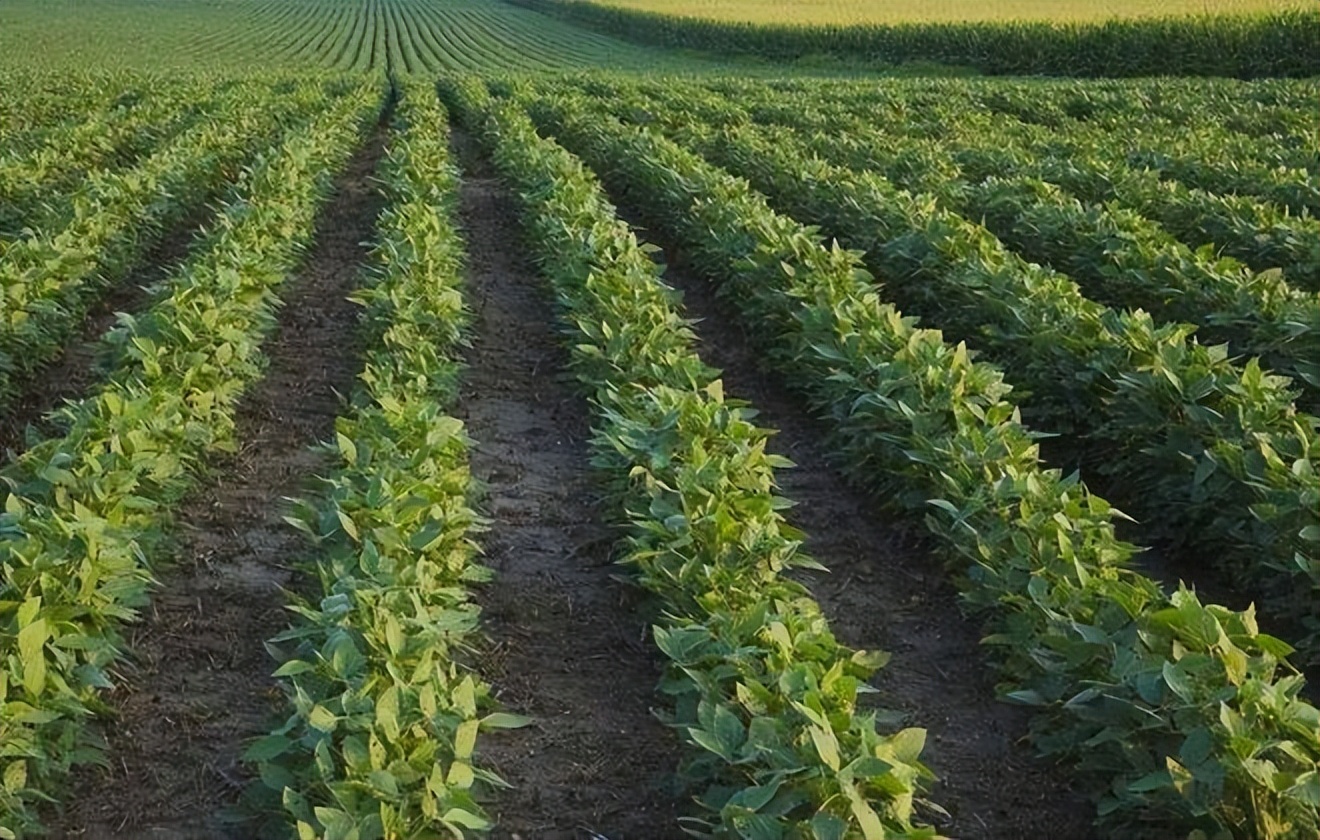 中国赠送美国大豆种子,中国大豆种子是谁送给美国的