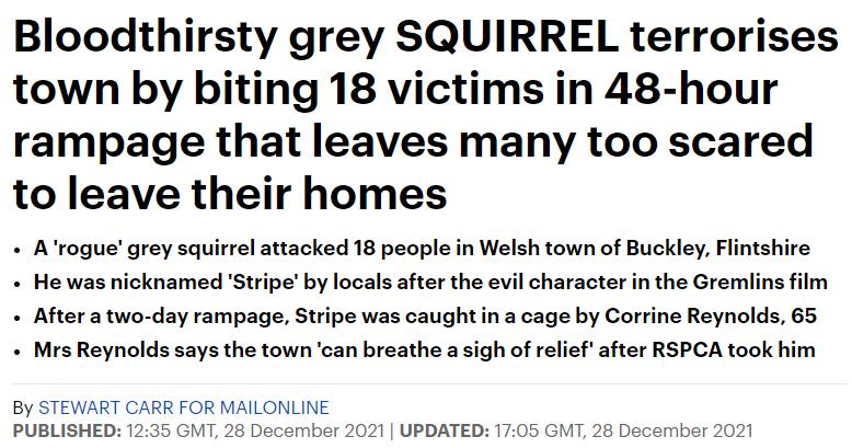 英国嗜血松鼠2天咬伤18人咬到出血!最终被抓起来安乐死