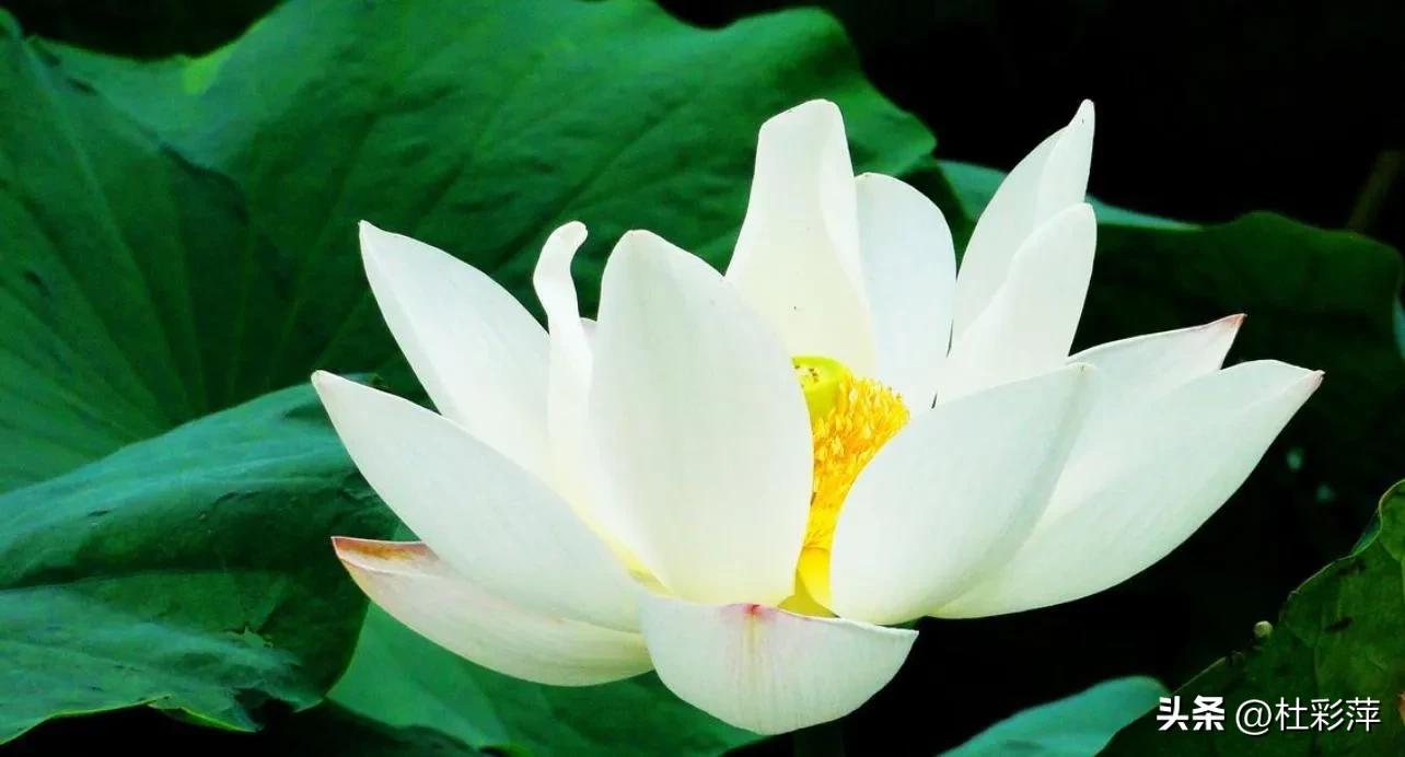 王国根先生现代诗作品专集欣赏（一）