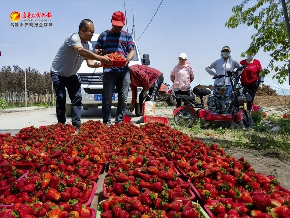 农村小型种植农场经营模式,家庭农场化现代农业之路
