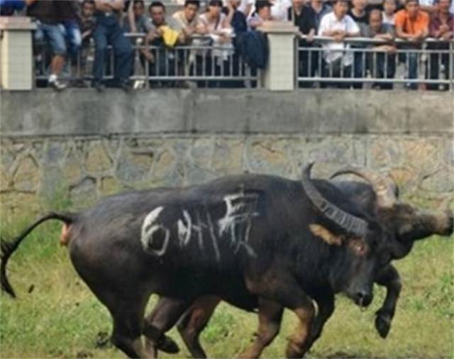 贵州牛王出战三江,牛王昆山所有视频