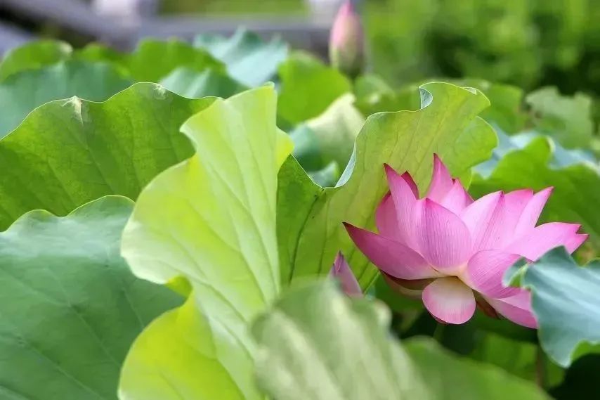 莆田荷花花海,莆田夏天哪里赏荷花