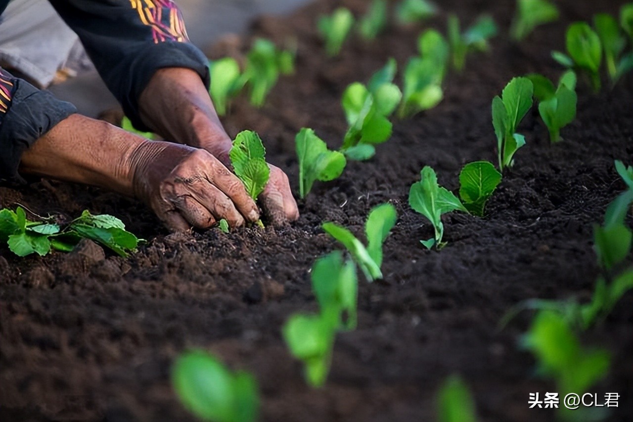种菜小妙招蔬菜浇水口诀,种菜简单正确的浇水方法