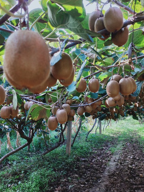 横山人刘志生，代言猕猴桃后转场环保督查