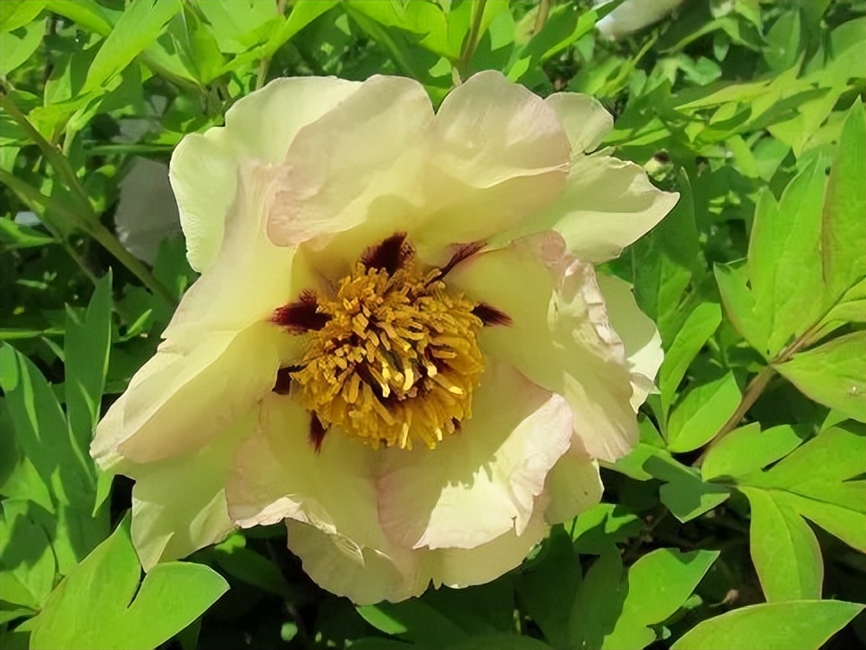 这个牡丹中的稀有品种，你知道是怎么培育出来的吗？