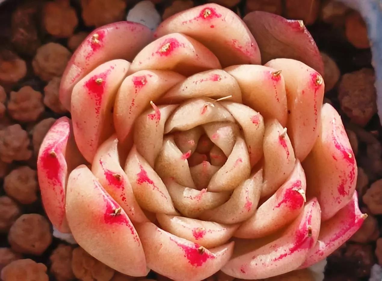 认识各种花的花名,认识各种花的名称