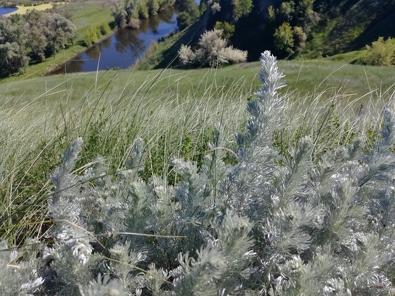 飞蚊飞蚁,下雨飞蚊怎么处理
