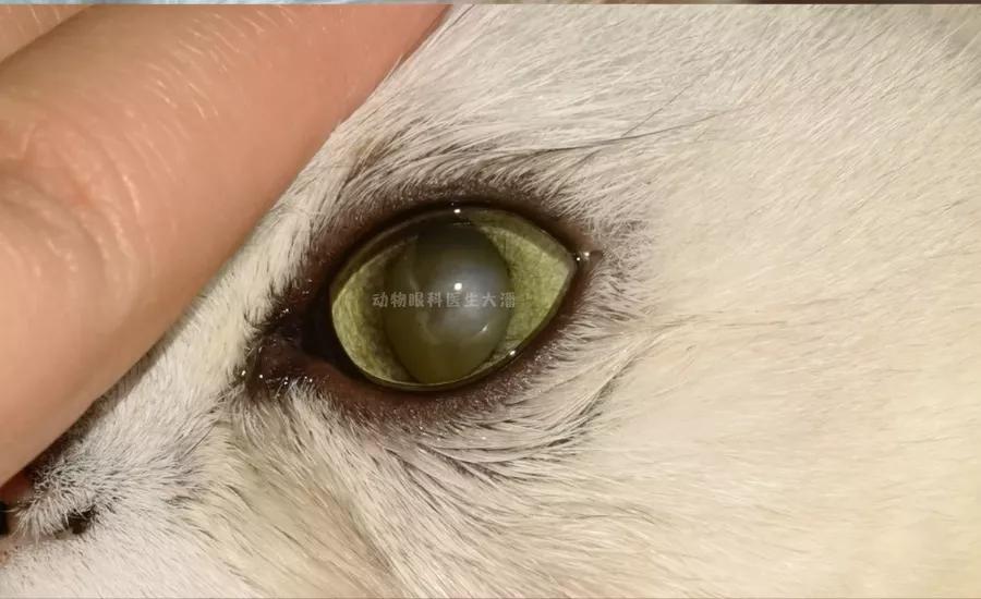 猫咪角膜腐骨保守治疗过程,猫角膜腐骨如果不处理会怎样